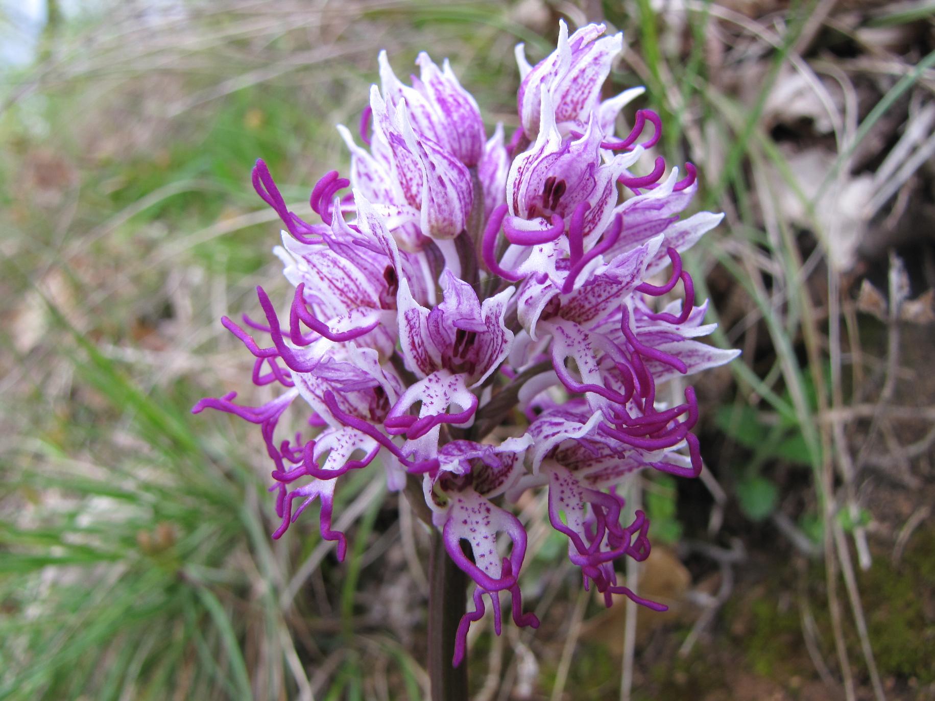 Le nostre prime orchis & ophrys